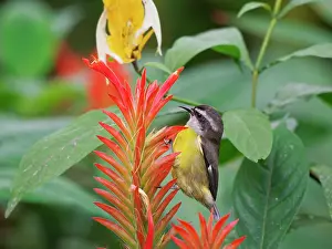 Honeycreeper: Bananaquit - feeding on flower Coereba flaveola