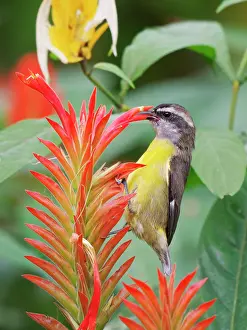Honeycreeper: Bananaquit - feeding on flower Coereba flaveola