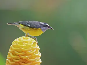 Honeycreeper: Bananaquit - feeding on flower Coereba flaveola