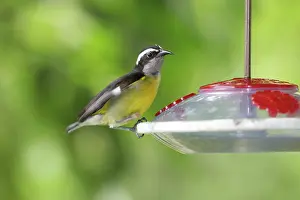 Coereba: Bananaquit on nectar feeder