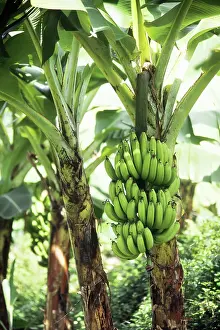 Bananas: Bananas