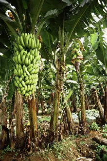 Grove: Bananas