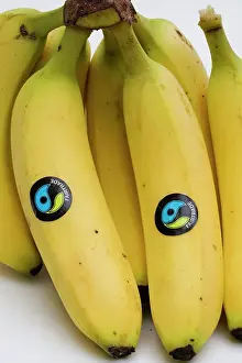 Bananas: Bananas - bunch of fairtrade Waitrose bananas with