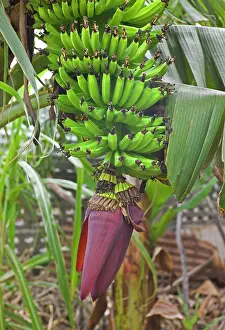 Bananas: Bananas - growing on tree