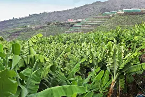 Bananas: Bananas - growing on tree