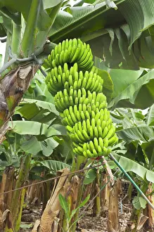Bananas: Bananas - growing on tree