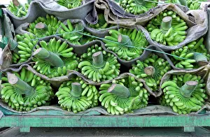 Loaded: Bananas - loaded and ready for shipment
