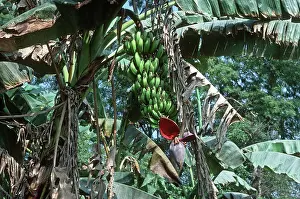 Bananas: Bananas - stalk with bunch of green bananas on