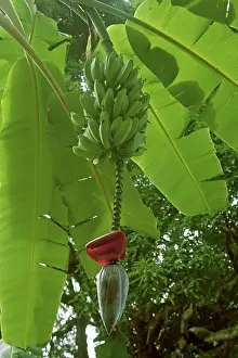 Bananas: Bananas on tree