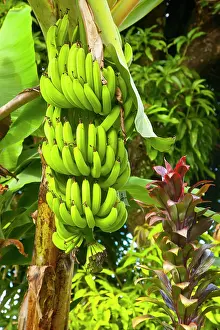Lucia: Bananas on the tree near Castries, St. Lucia