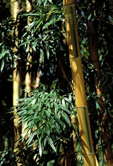 Phyllostachys: Banboo - stubbles and foliage