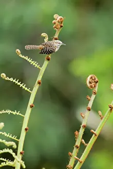Campylorhynchus: Band-backed Wren