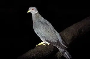 Fasciata: Band-tailed Pigeon