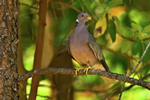 Fasciata: Band-tailed Pigeon