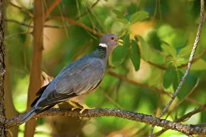 Fasciata: Band-tailed Pigeon