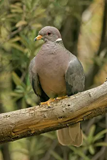 Fasciata: Band-tailed Pigeon - Perched on branch