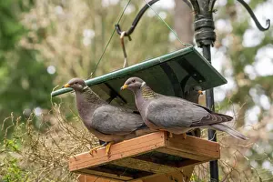 Crowded: Two Band-tailed Pigeons in a birdfeeder