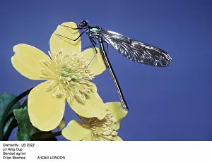 Calopteryx: Banded agrion DAMSELFLY - on King Cup