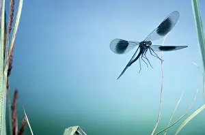 Calopteryx: Banded Agrion Damselfly - male