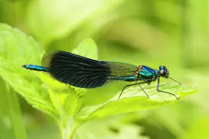 Calopteryx: Banded Agrion Damselfly - male