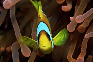 Clownfishes: Two Banded Anemonefish / Red Sea Clownfish