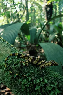 Anoles: Banded Anolis