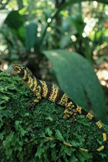 Anoles: Banded Anolis