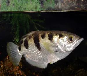 Vision: Banded Archerfish