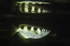 Dampier: Banded Archerfish - with reflection - Mangrove
