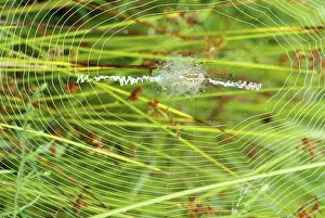 Argiope: Banded Argiope