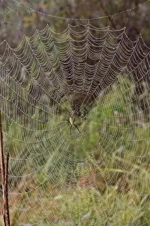 Weaver: Banded Argiope