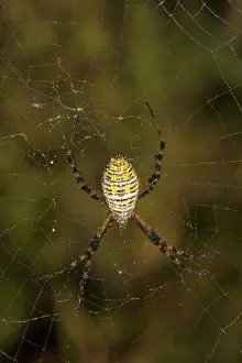 Weaver: Banded Argiope