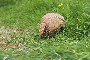 Tricinctus: Three Banded Armadillo