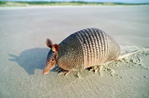Armadillos: NINE BANDED ARMADILLO - on beach