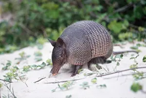 Sniffing: NINE BANDED ARMADILLO - on beach