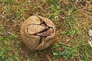 Tricinctus: Three Banded Armadillo - opening - sequence 1 of 3