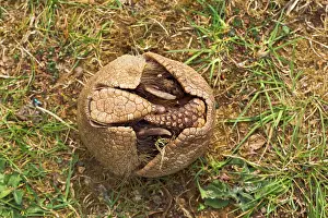Tricinctus: Three Banded Armadillo - opening - sequence 2 of 3