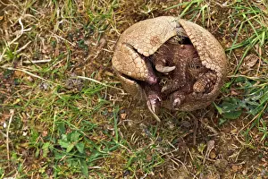 Tricinctus: Three Banded Armadillo - opening - sequence 3 of 3