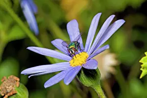 Blowflies: Banded Blowfly - male feeding on nectar from daisy
