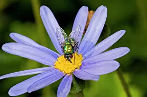Blowflies: Banded Blowfly - male feeding on nectar from daisy flower