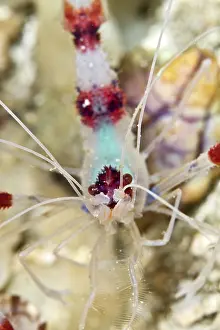 Shellfishes: Banded Boxer Shrimp