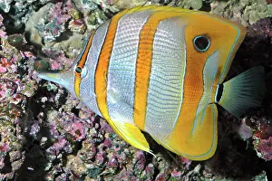 Chelmon: Banded Butterfly Fish