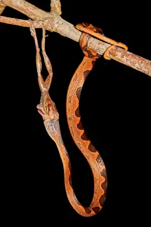 Scinax: Banded Cat-eyed Snake (Leptodeira annulata) and