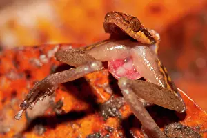 Leptodeira: Banded Cat-eyed Snake (Leptodeira annulata) eating