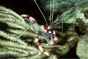 Antennae: BANDED CORAL SHRIMP