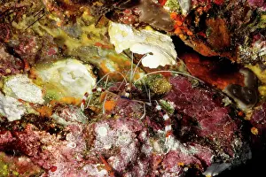 Stenopus: Banded coral shrimp, often cleans parasites and