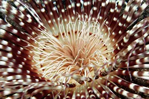 Lesser: Banded cylinder rose (Isarachnanthus nocturnus)
