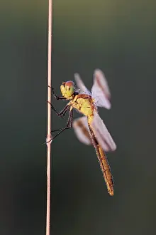 Dewdrops: Banded Darter