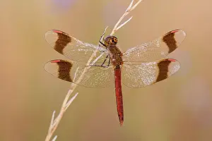 Sympetrum: Banded Darter