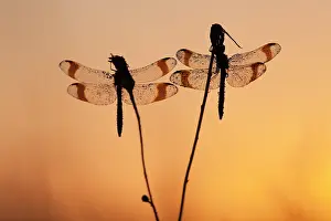Sympetrum: Banded Darter